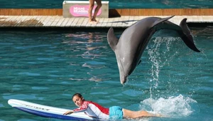 W tym parku ginęły orki i delfiny. Obiekt wreszcie zamknięto 