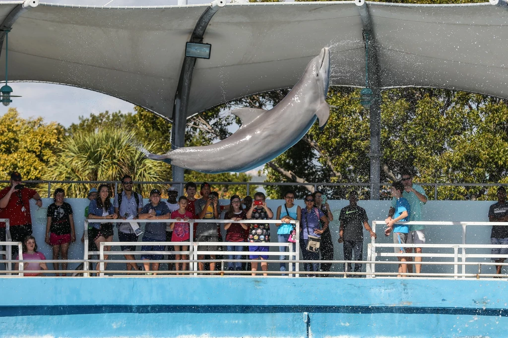Miami Seaquarium jest jednym z najstarszych takich parków w Stanach Zjednoczonych