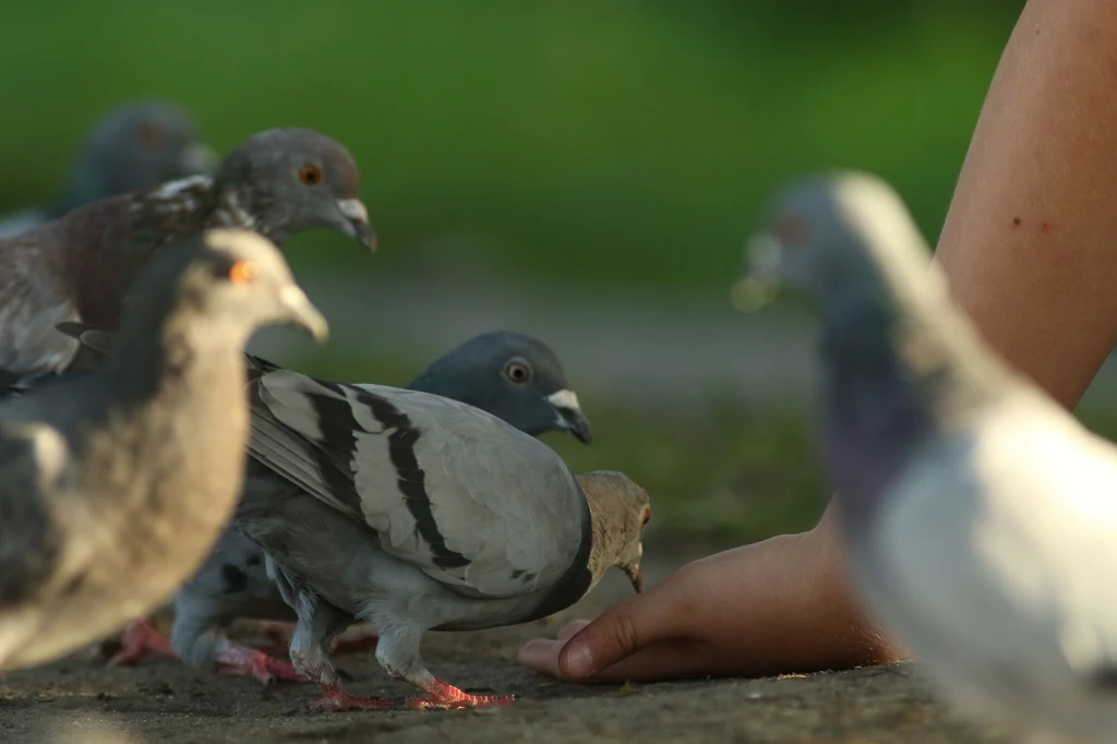 Gołębie miejskie są kolejnym przykładem, że ludzki szacunek do zwierząt jest wybiórczy.