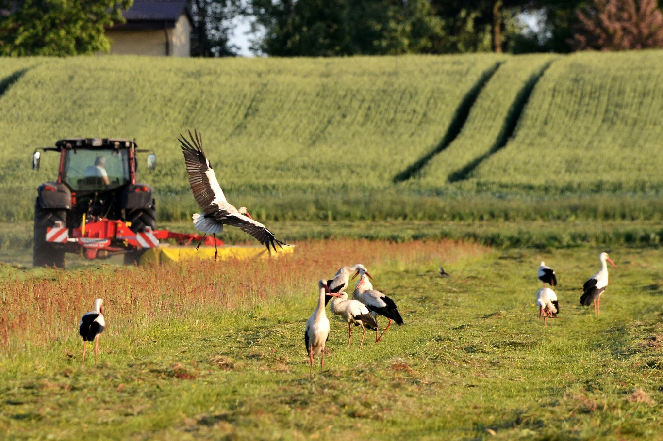 Powrót bocianów w rodzinne strony to ważne wydarzenie dla osób, których podwórka wybrały na swoje domy. W końcu bocianie gniazdo przynosi szczęście mieszkańcom, a według tradycji chroni przed pożarem