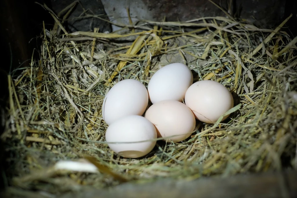 uż 160 działających w Polsce przedsiębiorstw wydało oficjalne polityki, w ramach których zobowiązały się do wycofania jaj klatkowych z produkcji