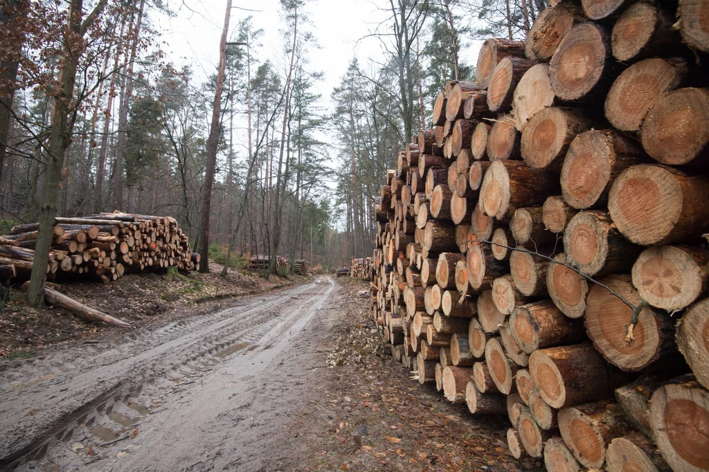 Lasy Państwowe zmienią system handlu drewnem