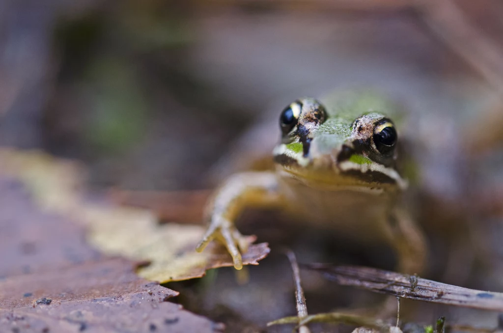 W Białymstoku jest coraz mniej żab i ropuch - alarmuje naukowiec dr Adam Hermaniuk