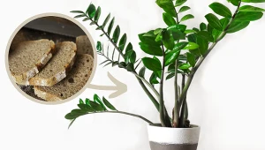 Zamiokulkas uwielbia ten dodatek do śniadania. Rośnie po nim o wiele szybciej 