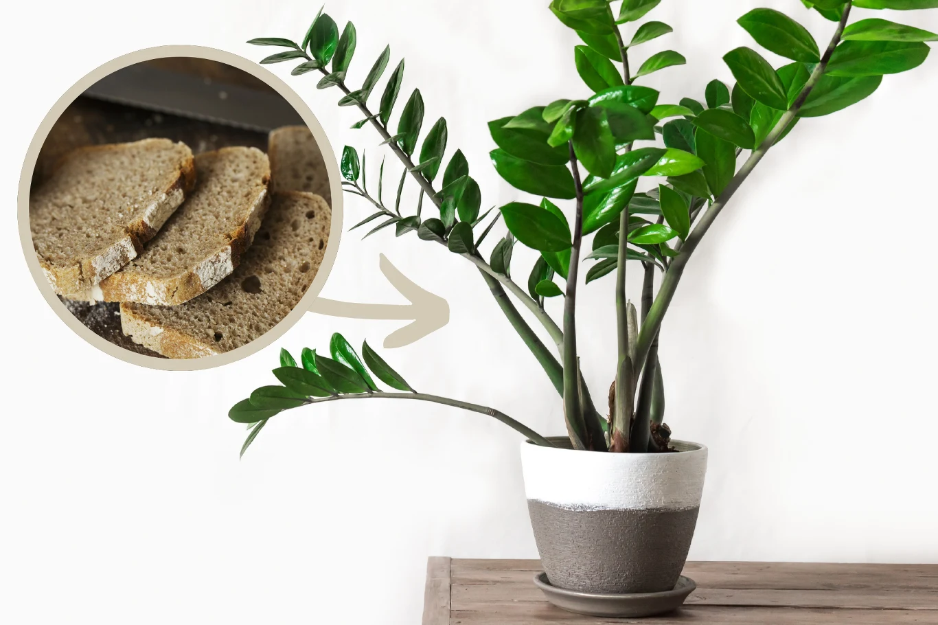 Zamiokulkas to popularna roślina doniczkowa. Jak pobudzić ją do wzrostu?