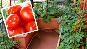 Pomidorki koktajlowe możesz uprawiać na balkonie. Zrób to, a obsypią się owocami
