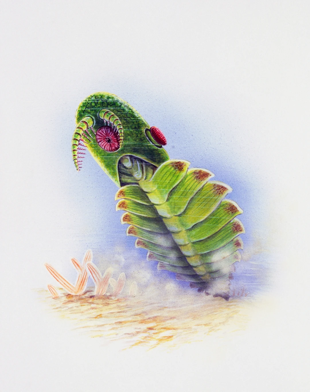 Anomalocaris - największy drapieżnik kambru