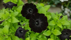 Te kwiaty są czarne jak noc i bujnie kwitną. Posadź je, a sąsiadki oszaleją z zazdrości