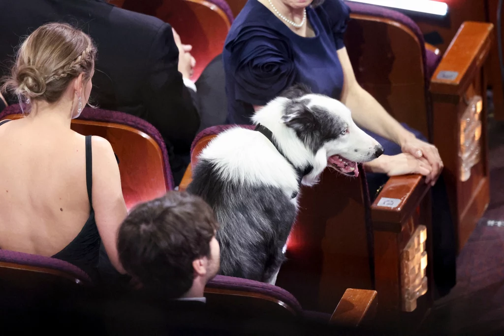Pies Messi, który wystąpił w filmie "Anatomia upadku" stał się gwiazdą podczas gali rozdania Oscarów 2024
