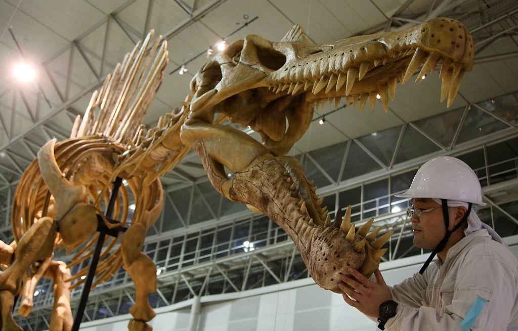 Wielki spinozaur należy do największych dinozaurów mięsożernych w dziejach
