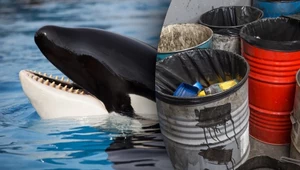 Wykańczają orki, powodują raka. Zakazane od lat chemikalia nadal trują