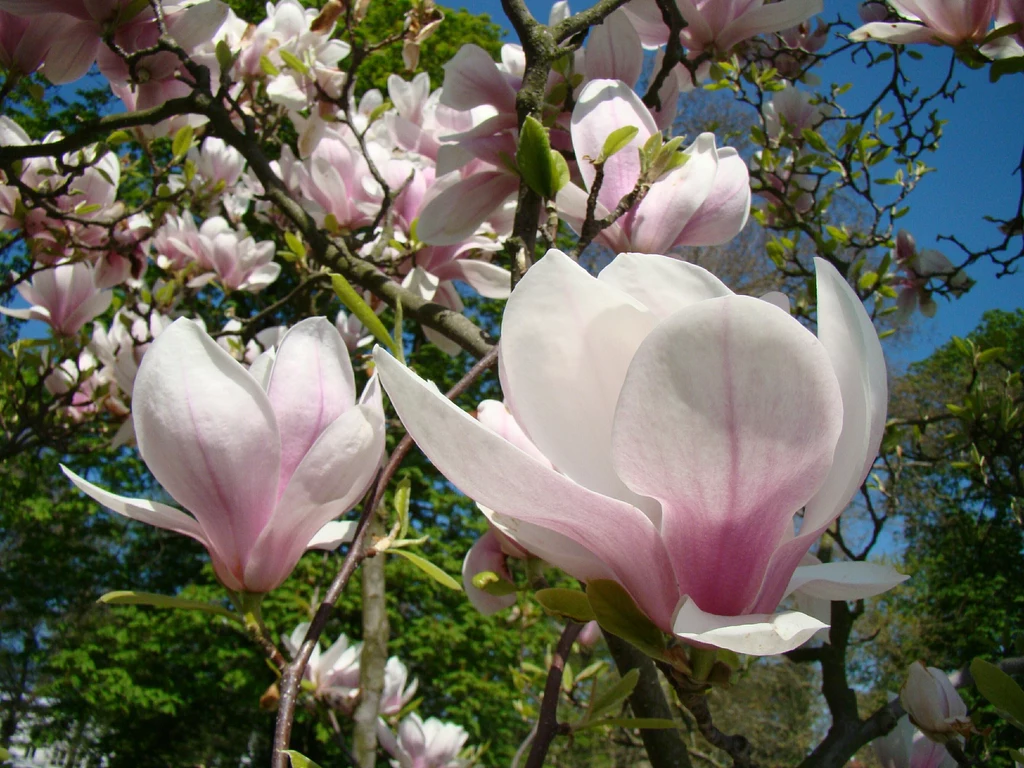 Magnolia to roślina licząca miliony lat