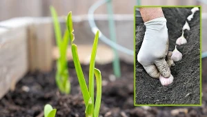 Czosnek w doniczkach na balkonie? Nic prostszego. Wystarczy, że zadziałasz zgodnie z tą metodą