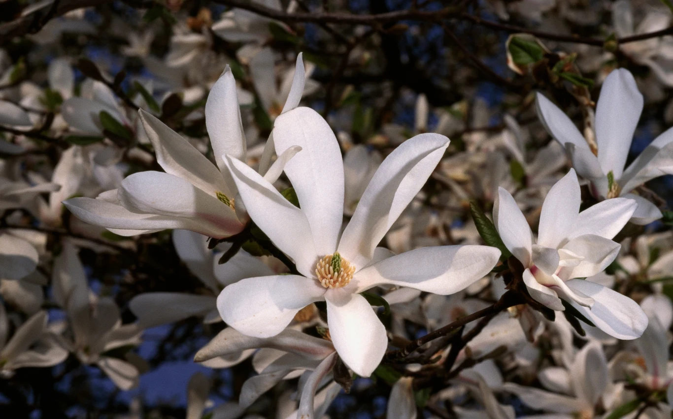 Pochodząca z Japonii magnolia gwiaździsta ma przepiękne kwiaty Pochodząca z Japonii magnolia gwiaździsta ma przepiękne kwiaty