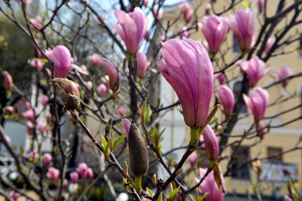 Las magnoliowy w Winnicy w Ukrainie
