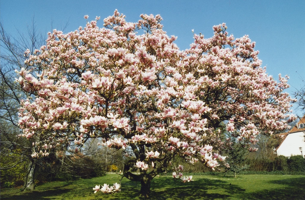 Drzewo magnolii pośredniej obsypane kwiatami