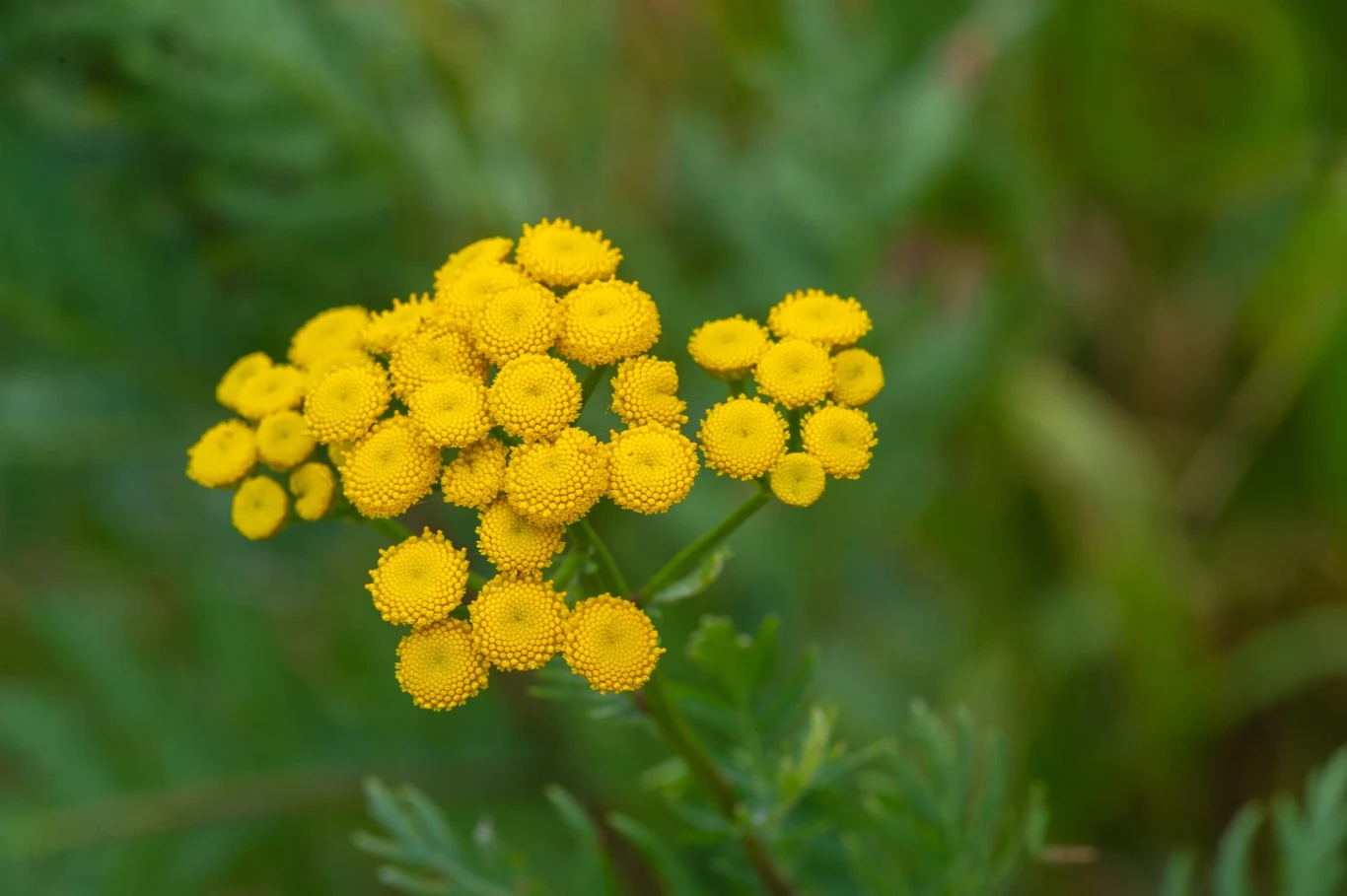 Wrotycz odstrasza kleszcze z ogrodu. Można też zrobić z niego gnojówkę do warzywniaka. 