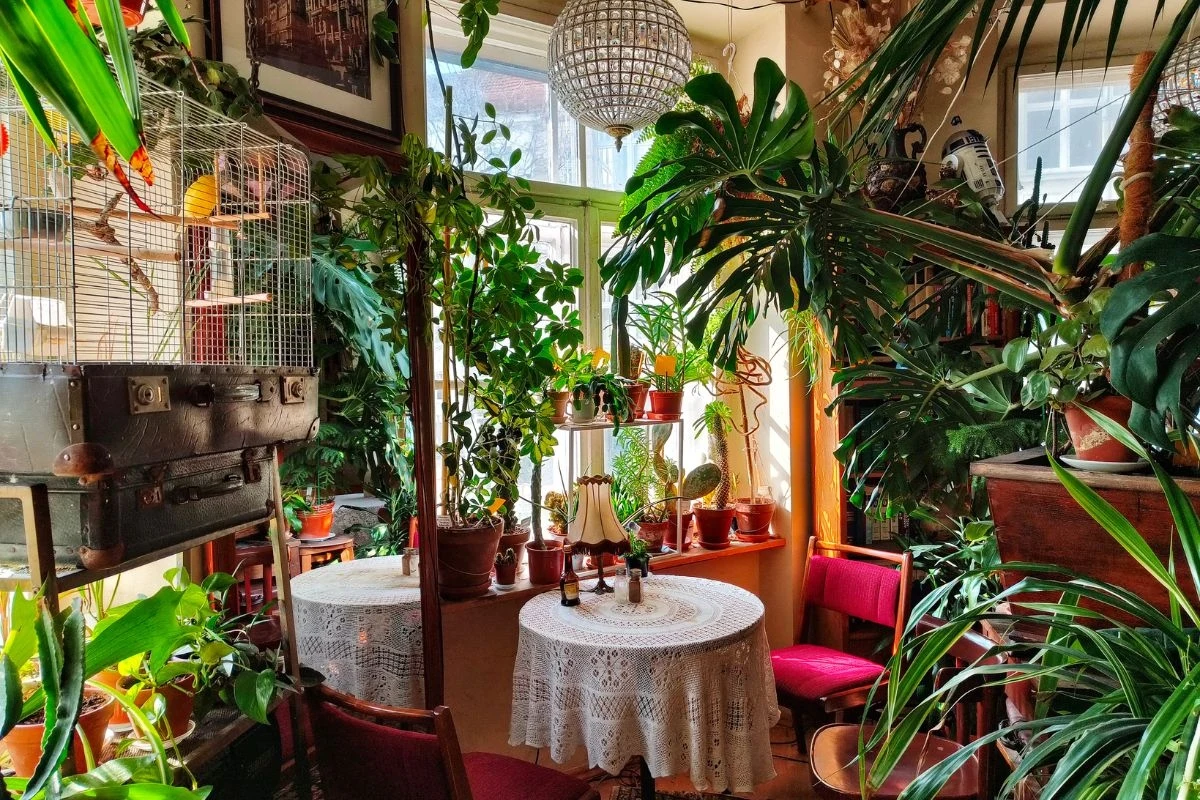 Ulubiony stolik klientów — zapewnia prywatność i towarzystwo kanarka Ulubiony stolik klientów — zapewnia prywatność i towarzystwo kanarka