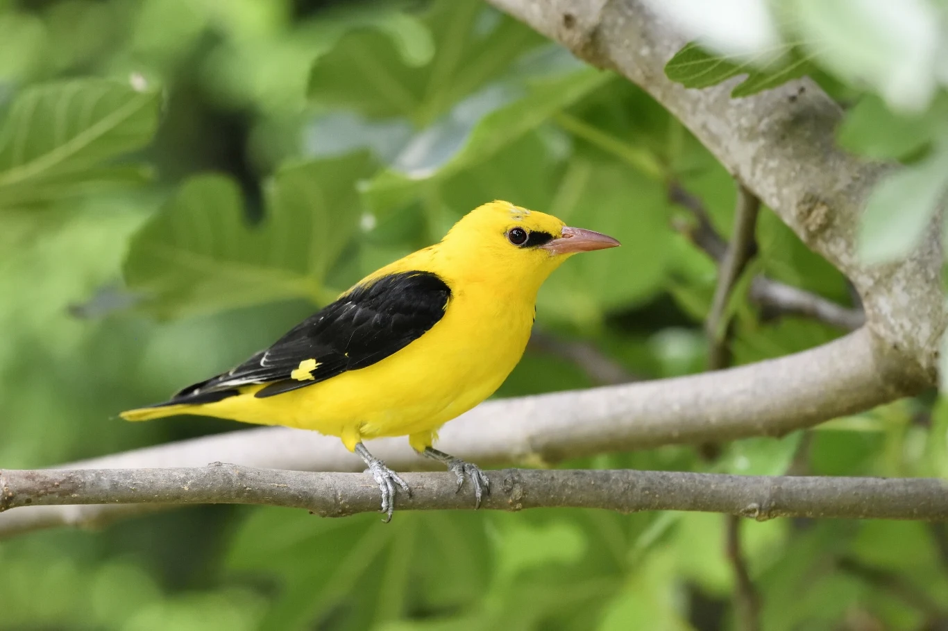 Przelatujące nad Cyprem wilgi są masowo zabijane