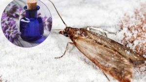 Mole spożywcze wciąż powracają do twojej kuchni? Nasącz tym płatki kosmetyczne i rozłóż w szafkach