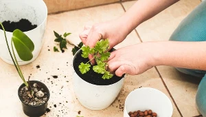 Nie musisz kupować drogiej ziemi w sklepie ogrodniczym. Najlepszą mieszankę zrobisz, łącząc te 4 produkty