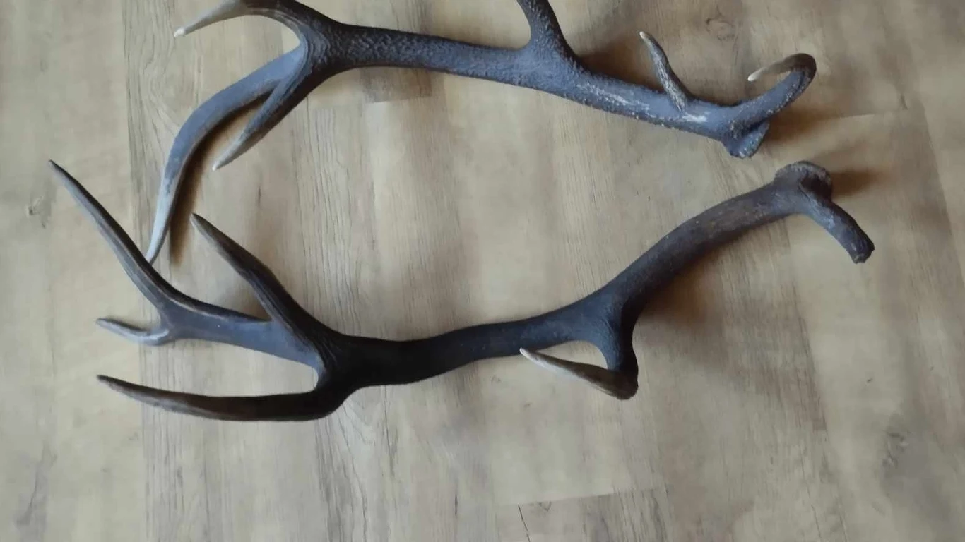 Zdjęcie poroża przesłane przez czytelnika. Woj. śląskie