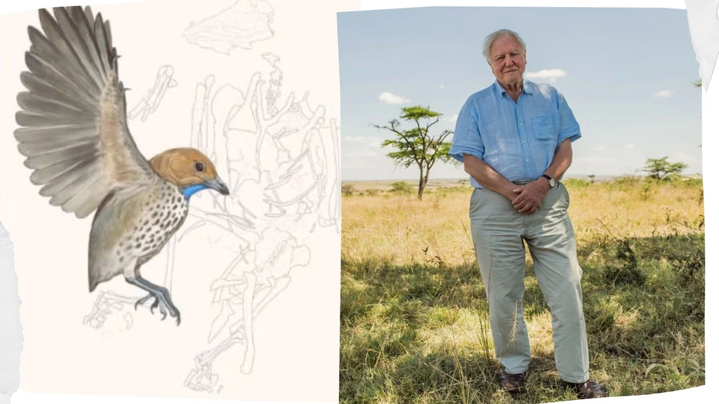Ptak imparawis z epoki kredy nazwany został na cześć Davida Attenborough