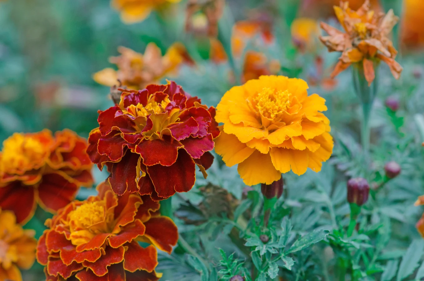 Aksamitki warto posadzić obok buraków. Odstraszą szkodniki, nawet mszyce. 