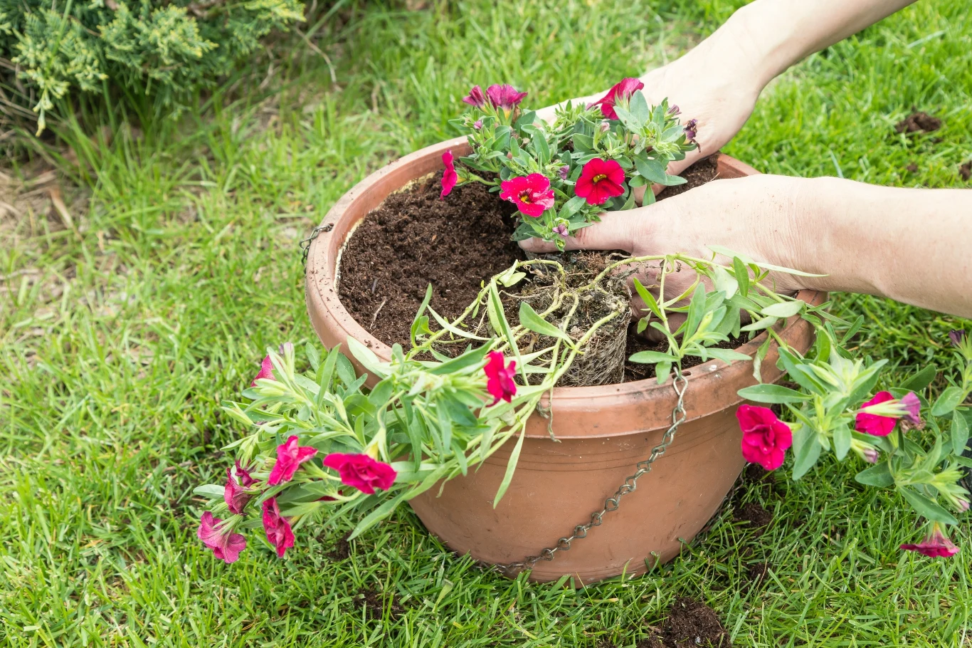 W maju możesz przesadzić letnie i jesienne kwiaty do ogródka