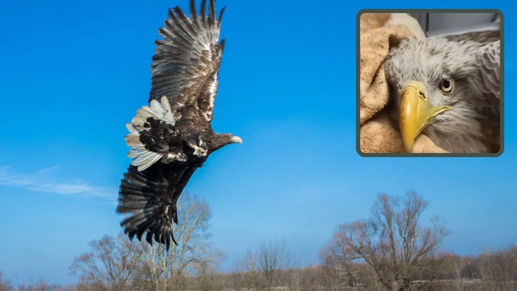 Bielik w fatalnym stanie trafił do opolskiej lecznicy. Drugi ptak znaleziony pod gniazdem był już martwy