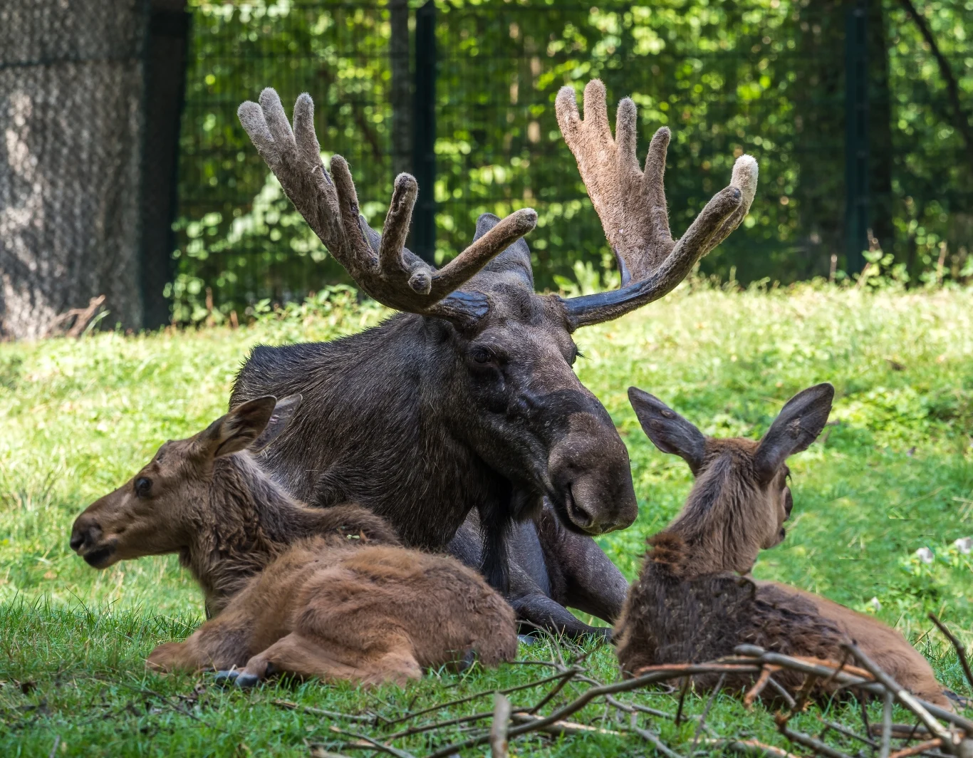 Podczas jednego z polowań zbiorowych, które odbyło się w tym roku, myśliwy strzelił do łosia - zwierzę nie przeżyło Podczas jednego z polowań zbiorowych, które odbyło się w tym roku, myśliwy strzelił do łosia - zwierzę nie przeżyło