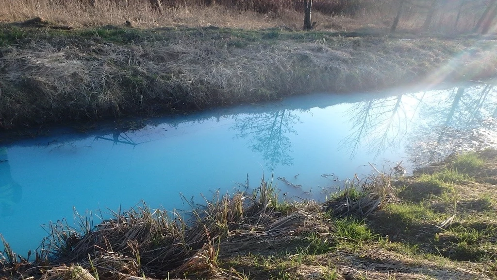 W Kanale Młyńskim w Działdowie woda zabarwiła się na lazurowy kolor