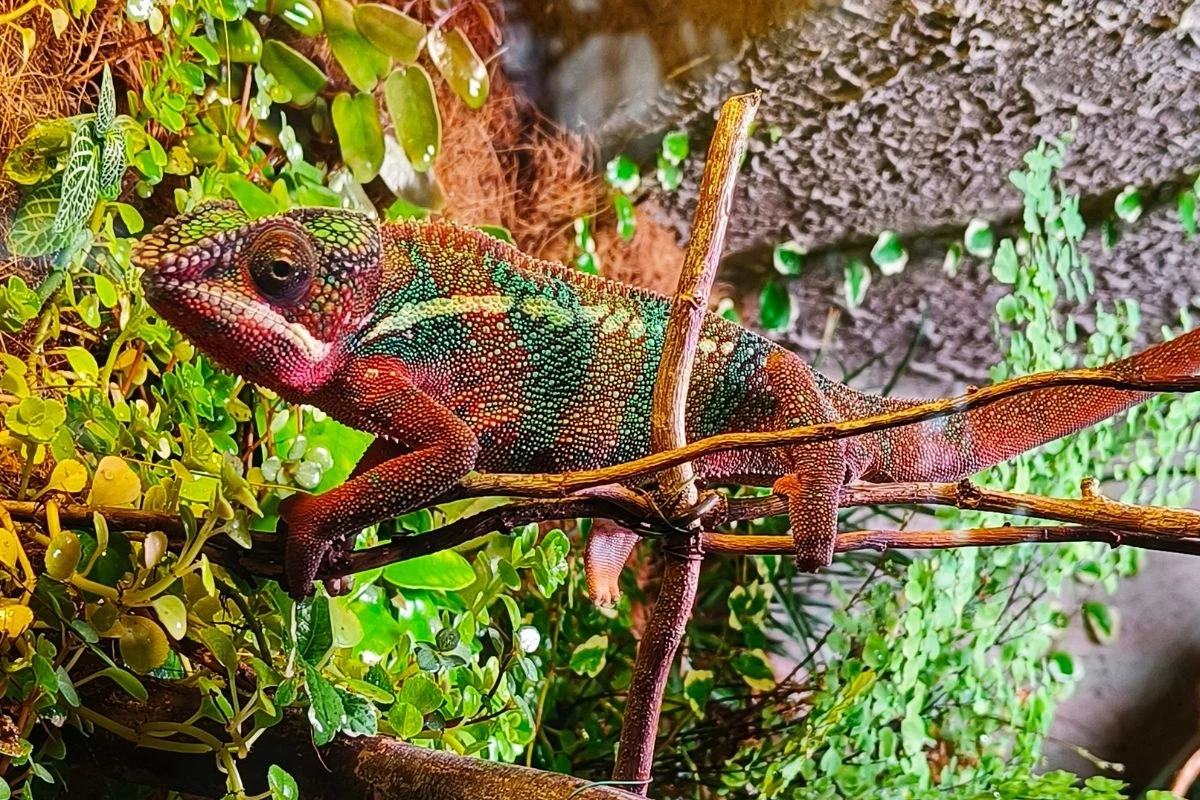 Jeden z mieszkańców Jeden z mieszkańców