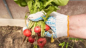 Rzodkiewki możesz wyhodować na balkonie. Wyrosną dorodne, tylko trzymaj się tych kilku rad