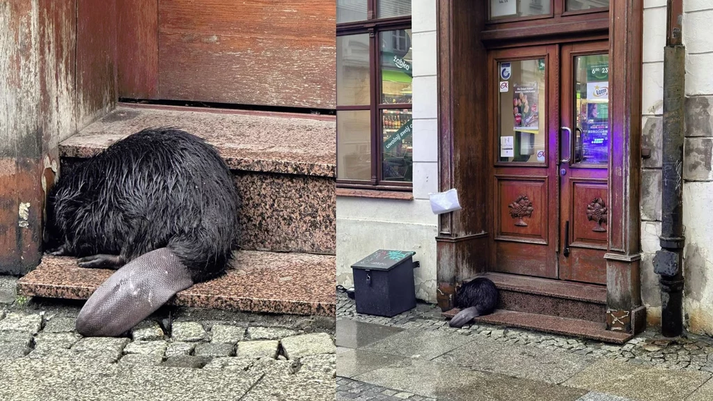 Bóbr zagubił się pod sklepem i przerażony skrył się we wnęce