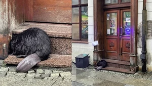 Wrocław. Zbłąkany bóbr czekał na pomoc pod sklepem