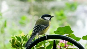 Poznaj ptasich sprzymierzeńców ogrodników