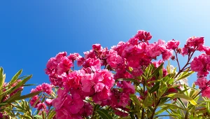 Wiosenne nawożenia różanecznika to gwarancja obfitego kwitnienia. Wykorzystaj ten kuchenny odpad