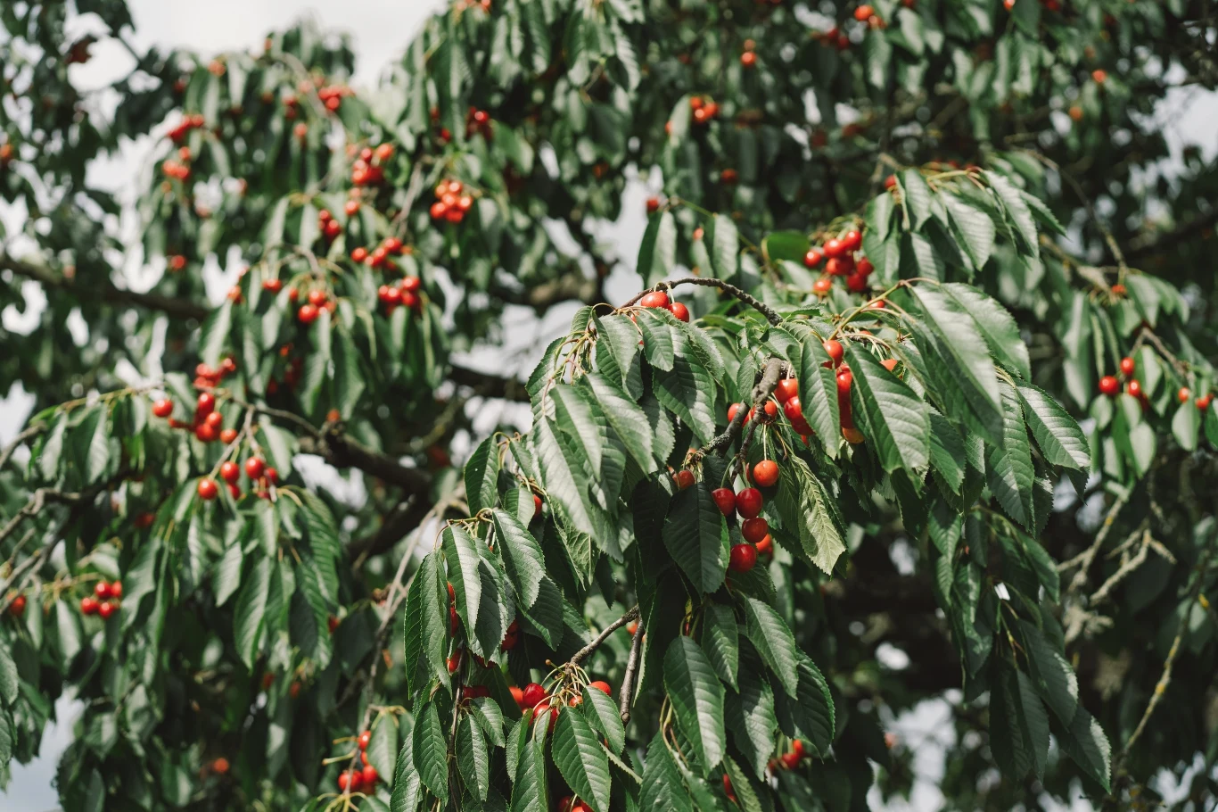 Co posadzić pod czereśnią, jabłonią i innymi drzewkami owocowymi? Co posadzić pod czereśnią, jabłonią i innymi drzewkami owocowymi?
