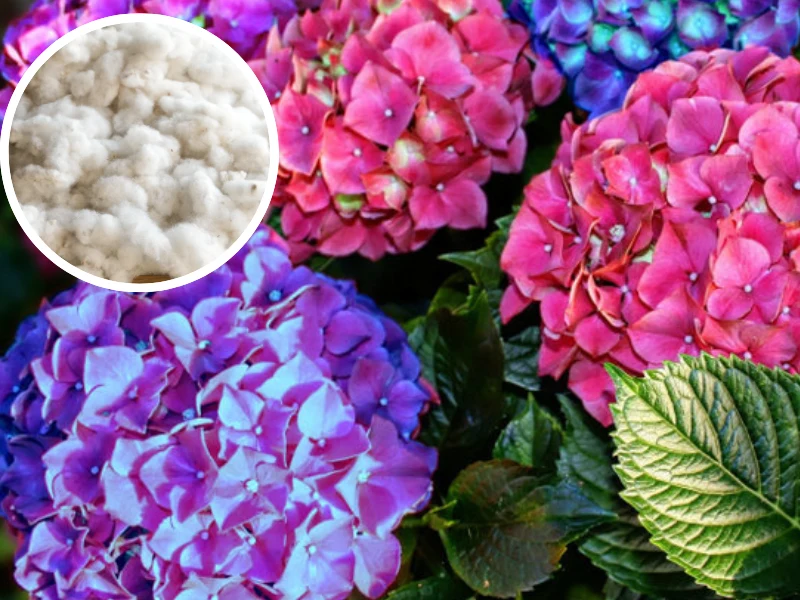 Nawóz z wełny owczej pobudzi osłabione hortensje do wzrostu i obfitego kwitnienia Nawóz z wełny owczej pobudzi osłabione hortensje do wzrostu i obfitego kwitnienia