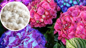 Po nawozie z wełny hortensje wystrzelą bujnymi kwiatami. Ogrodnik tłumaczy, jak go stosować