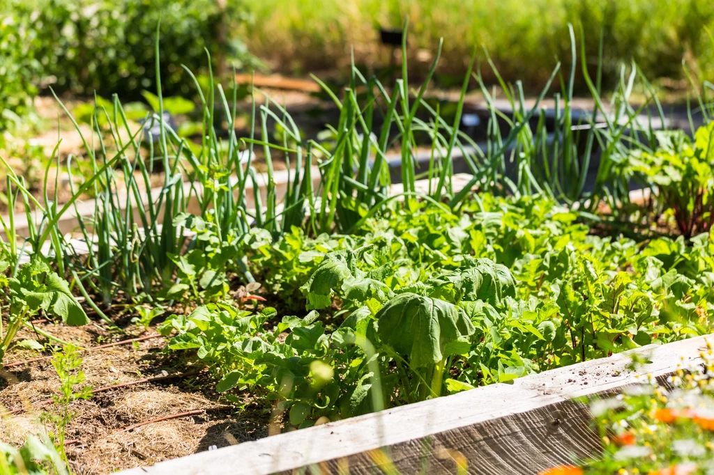 Uprawa współrzędna warzyw to ważny krok w celu osiągnięcia zadowalających plonów