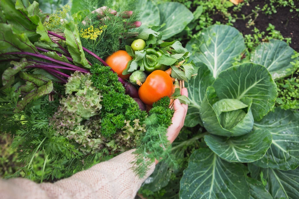 Przestrzeganie zasad uprawy współrzędnej to podstawa w warzywniku