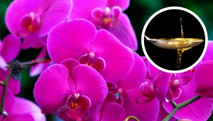 Kupiłeś storczyka? Zrób to zaraz po powrocie do domu, inaczej szybko zmarnieje