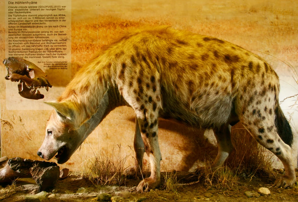 Hiena jaskiniowa przewyższała współczesne hieny wielkością ponad dwukrotnie