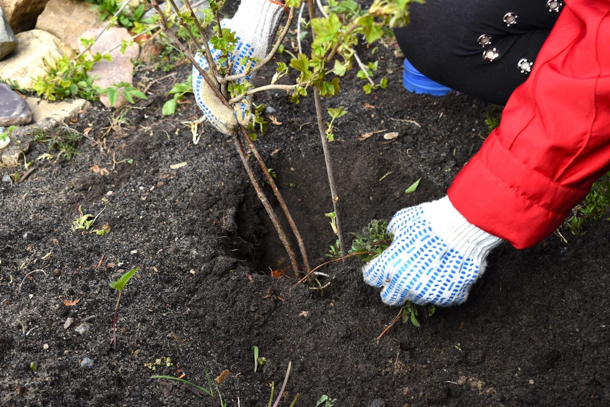 Po posadzeniu drzewek w ogrodzie trzeba właściwie o nie zadbać, by zdrowo rosły. Trawa może być dla nich zbyt dużą konkurencją. Po posadzeniu drzewek w ogrodzie trzeba właściwie o nie zadbać, by zdrowo rosły. Trawa może być dla nich zbyt dużą konkurencją.