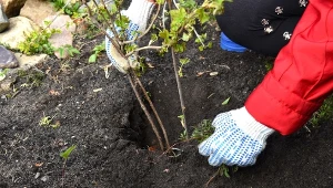 Te rośliny skutecznie walczą ze smogiem. Koniecznie posadź je w swoim ogrodzie