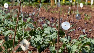 Babcia wiesza je w ogrodzie? Gdy dowiesz się dlaczego, zrobisz to samo