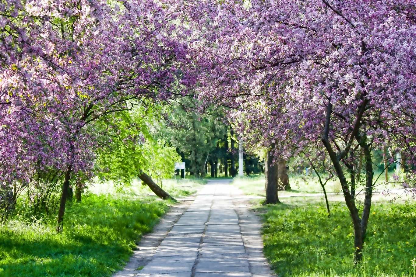 Jak co roku pierwszy dzień kalendarzowej wiosny wypada 21 marca Jak co roku pierwszy dzień kalendarzowej wiosny wypada 21 marca