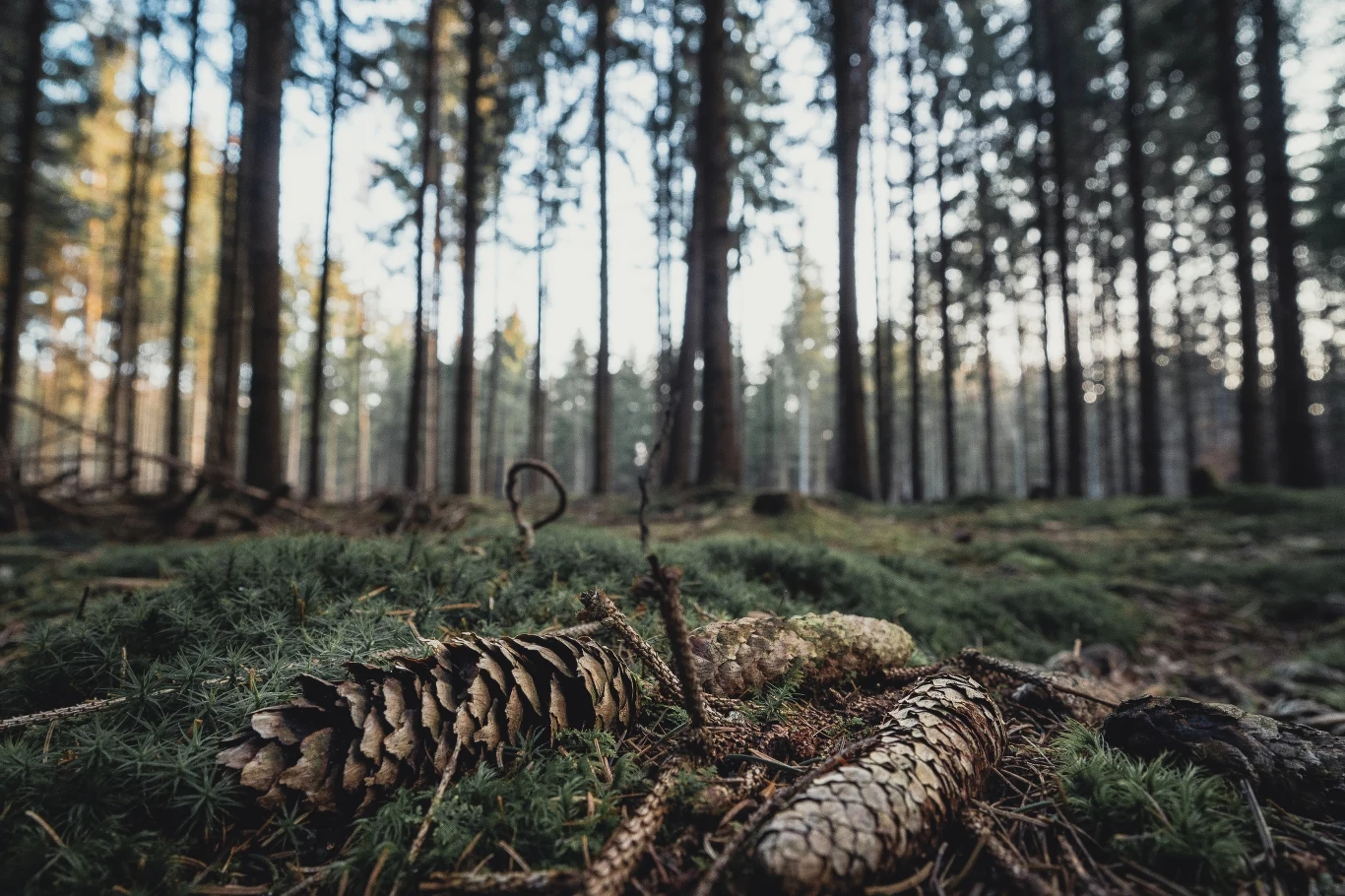 Zapach to tylko jedna z możliwych form komunikacji w kontakcie roślin z otaczającym światem